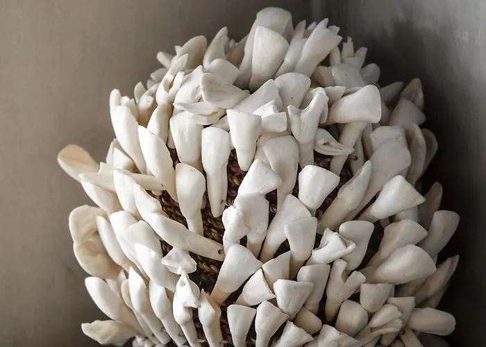 Abrazos By Floreo San Pedro (Ambergris Caye)